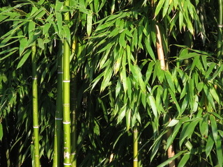 take-bamboo